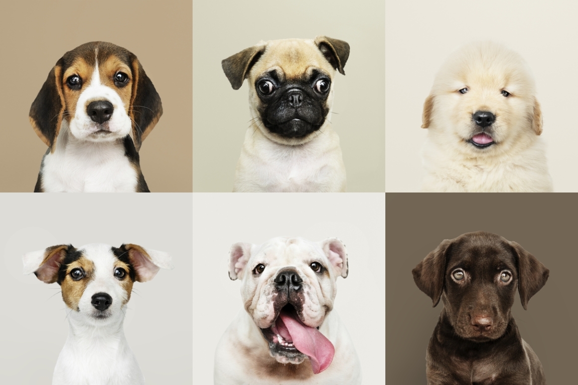 The Dog: Natural History, Artificial Selection, and Anatomy with ...
